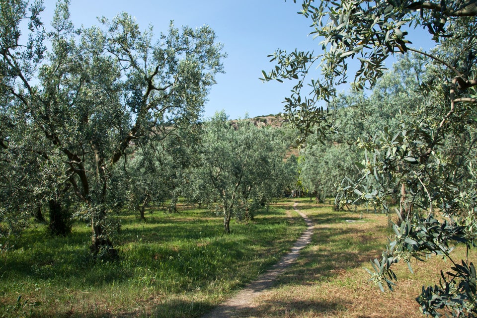 Biostimolanti per la Crescita Olivo