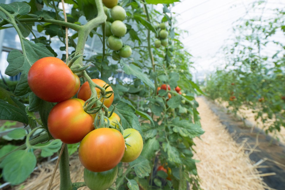 Al momento stai visualizzando Nutrire i pomodori dalla semina alla fruttificazione.
