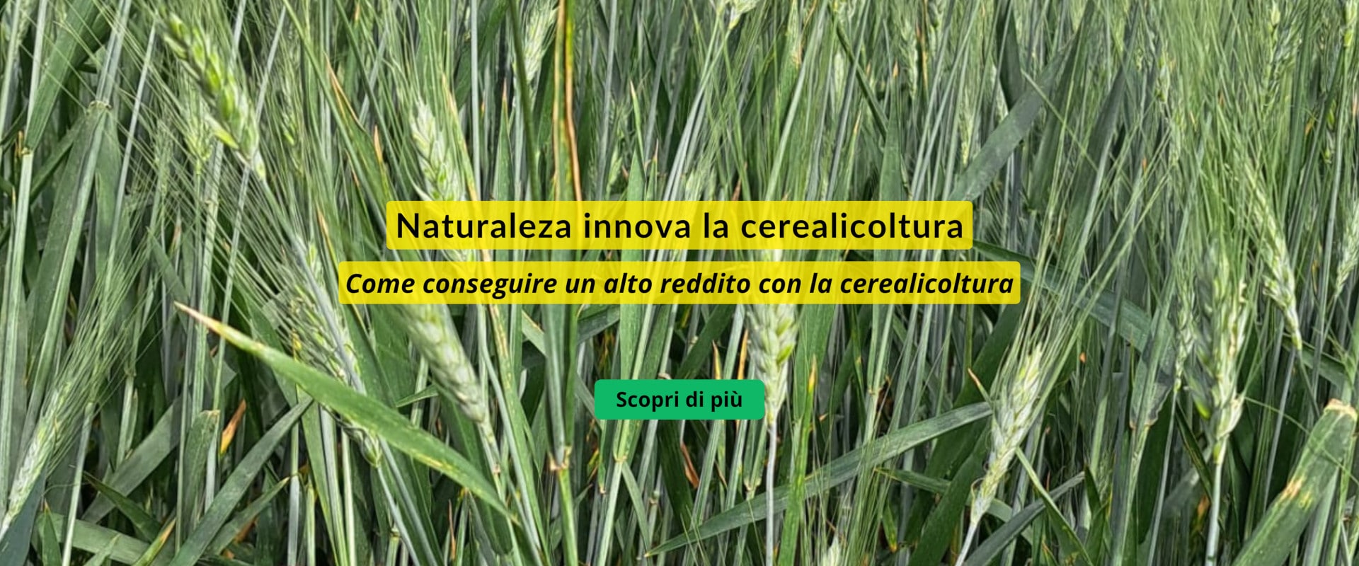 cerealicoltura da reddito