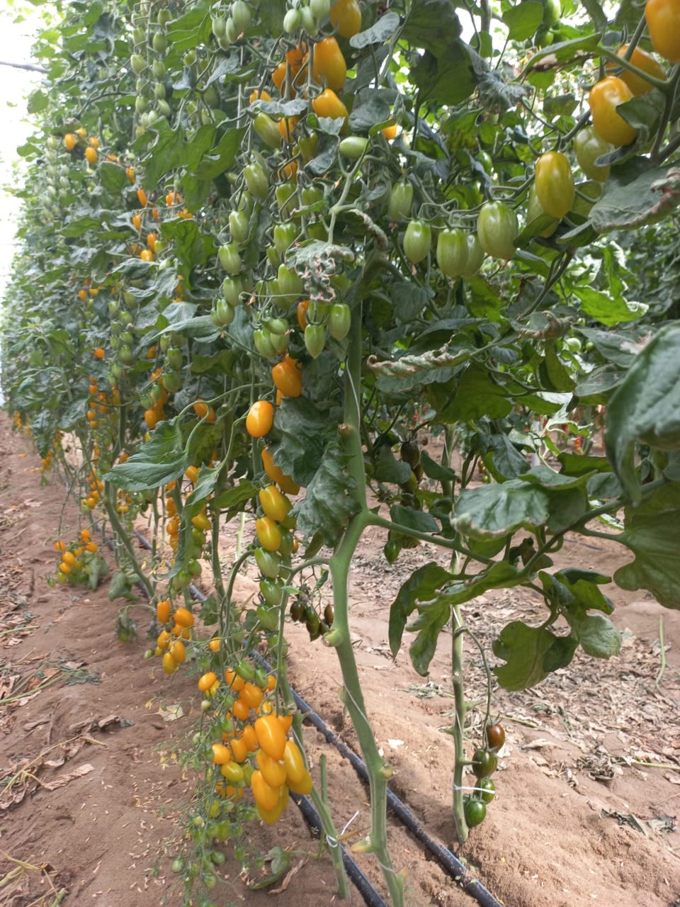 Coltivazione del pomodoro in serra