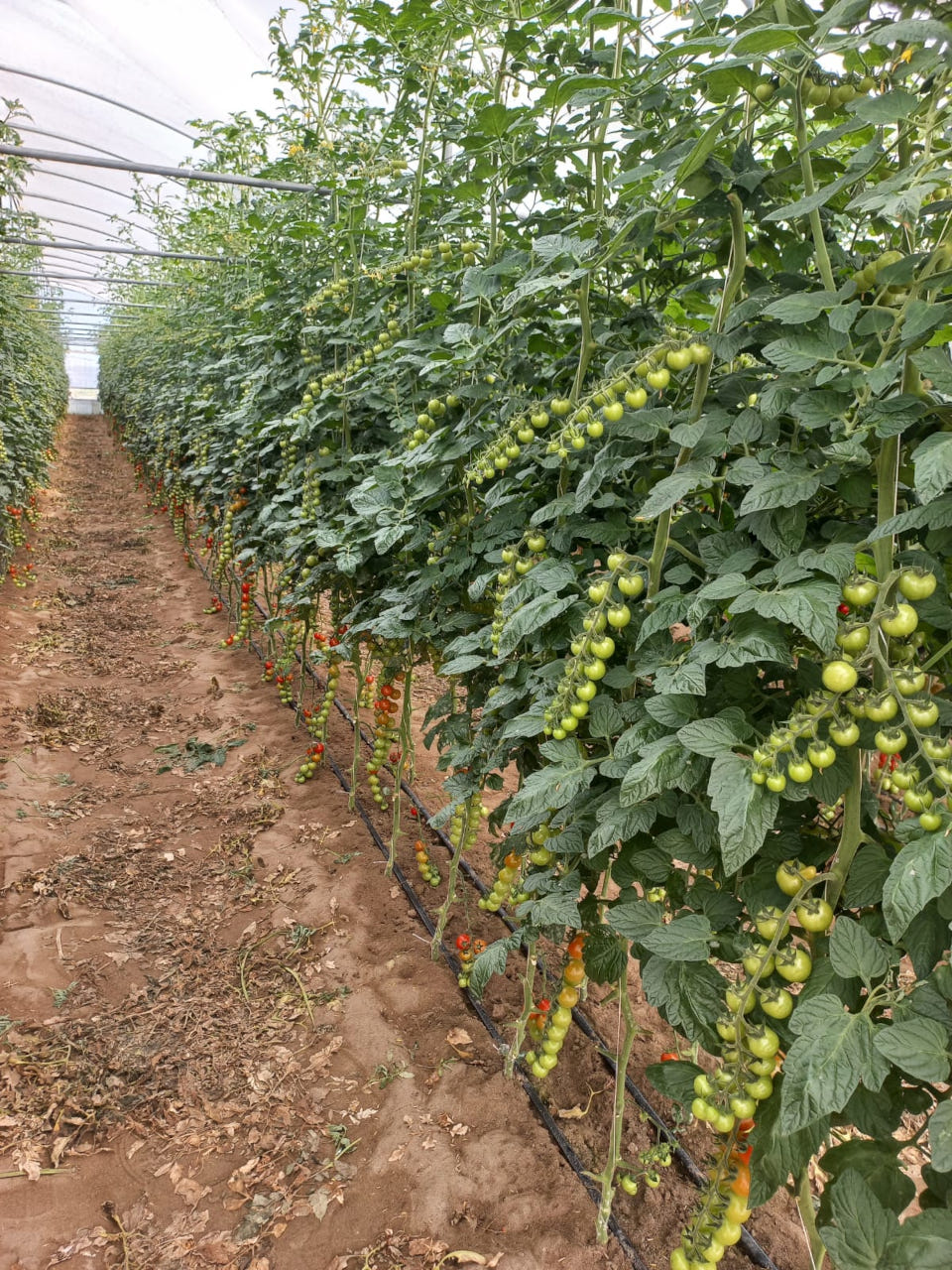 Coltivazione del pomodoro in serra