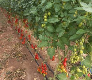 Scopri di più sull'articolo Coltivazione del pomodoro in serra: soluzioni biologiche per massimizzare la produzione!