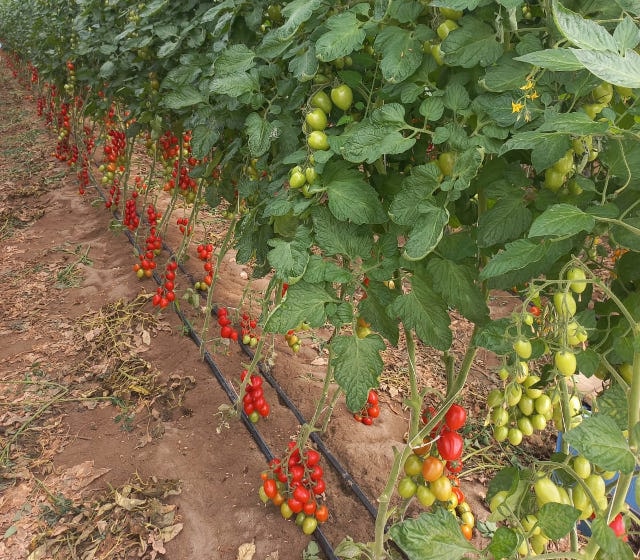 Al momento stai visualizzando Coltivazione del pomodoro in serra: soluzioni biologiche per massimizzare la produzione!