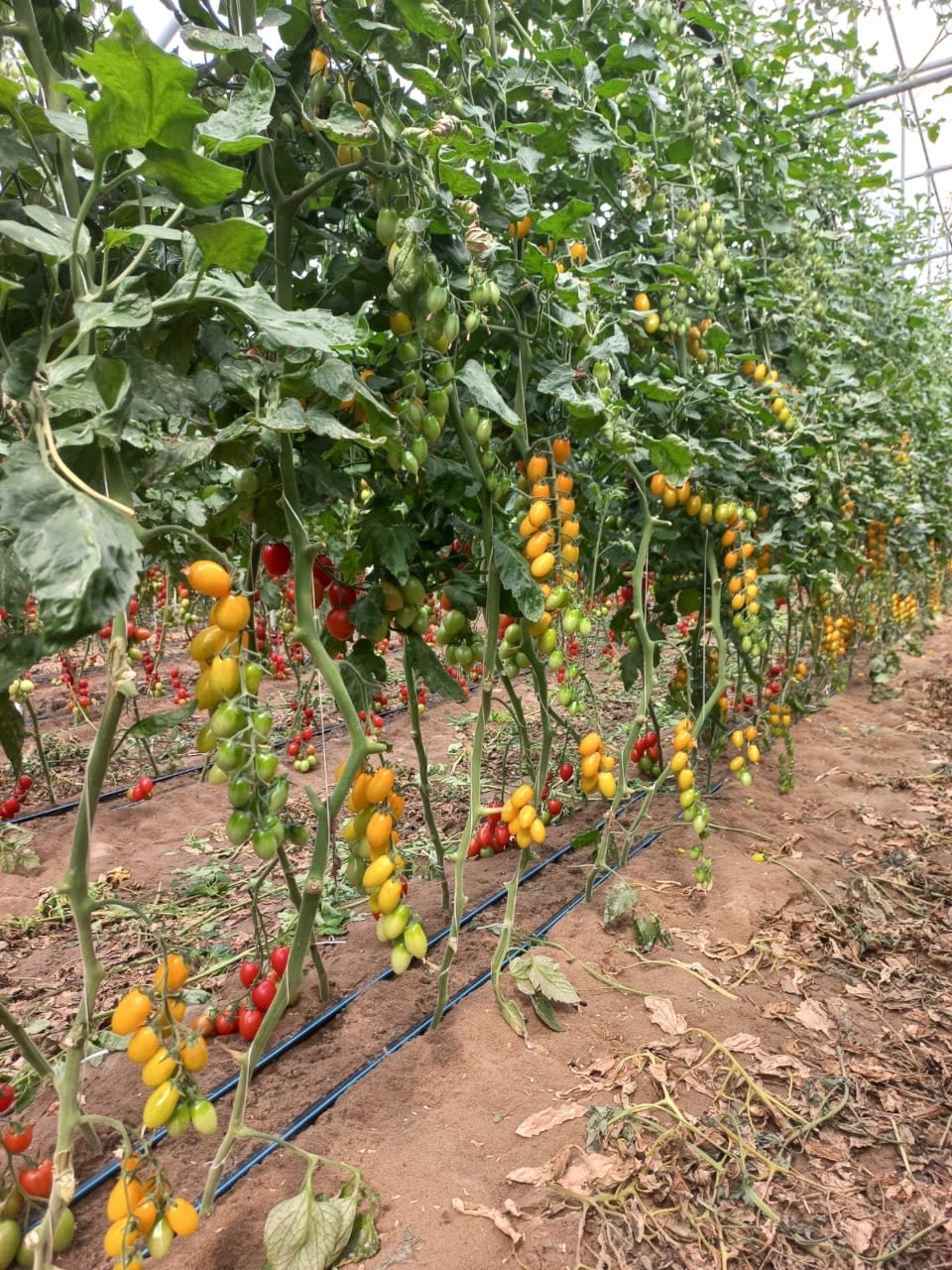 Coltivazione del pomodoro in serra