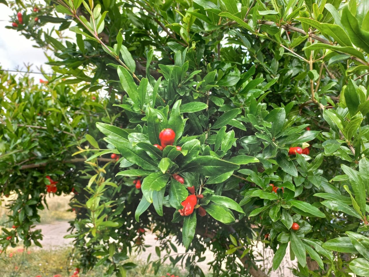 Concime Naturale per melograni