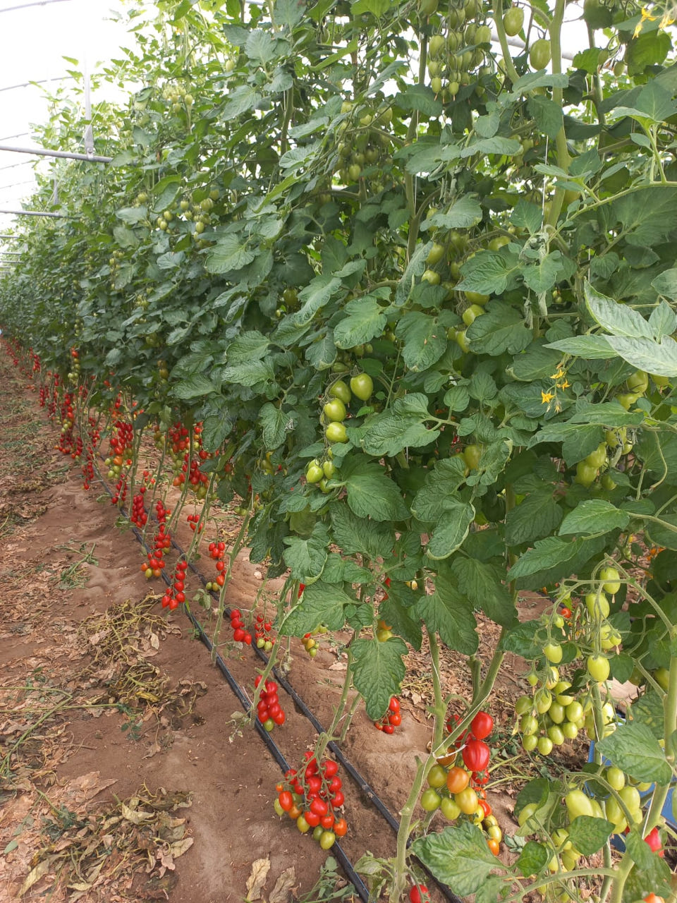 Concimi biologici per pomodori
