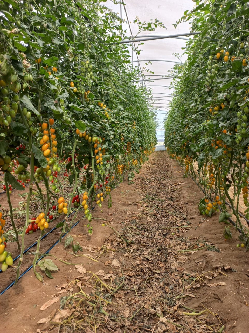 Concimi biologici per pomodori