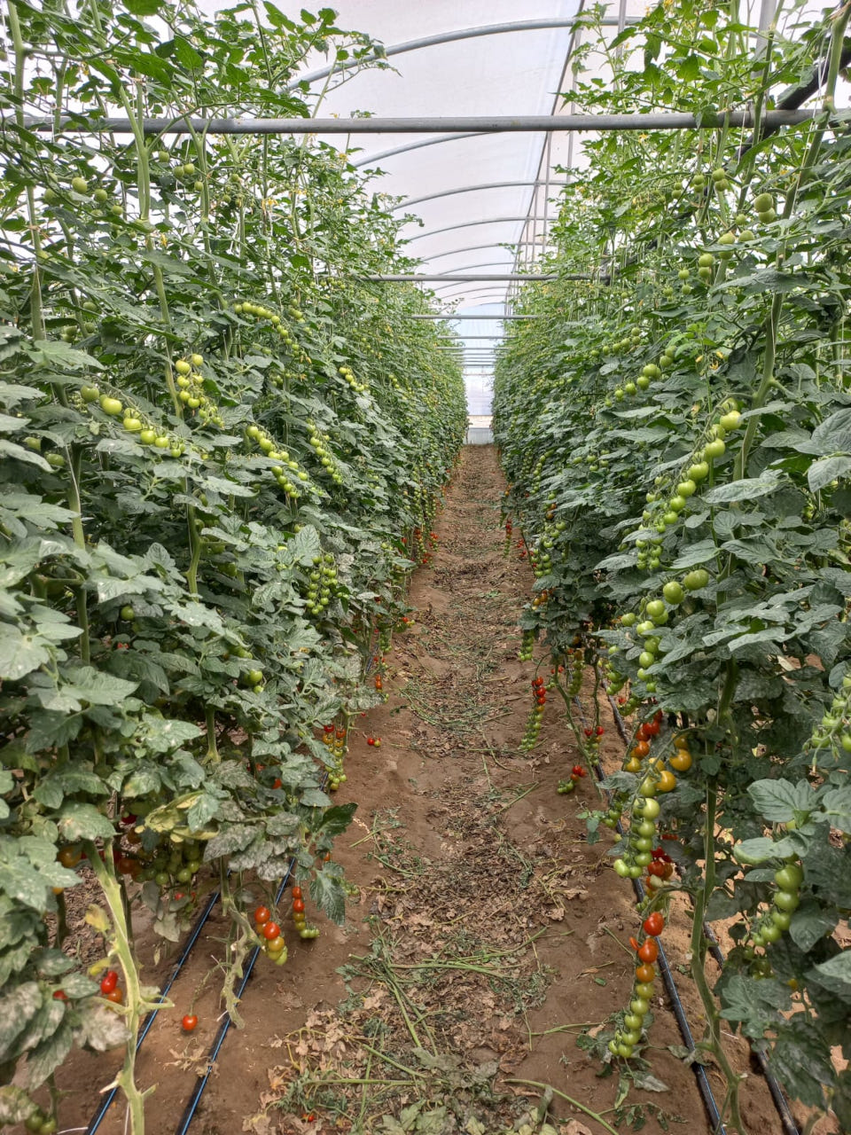 Pomodori in serra