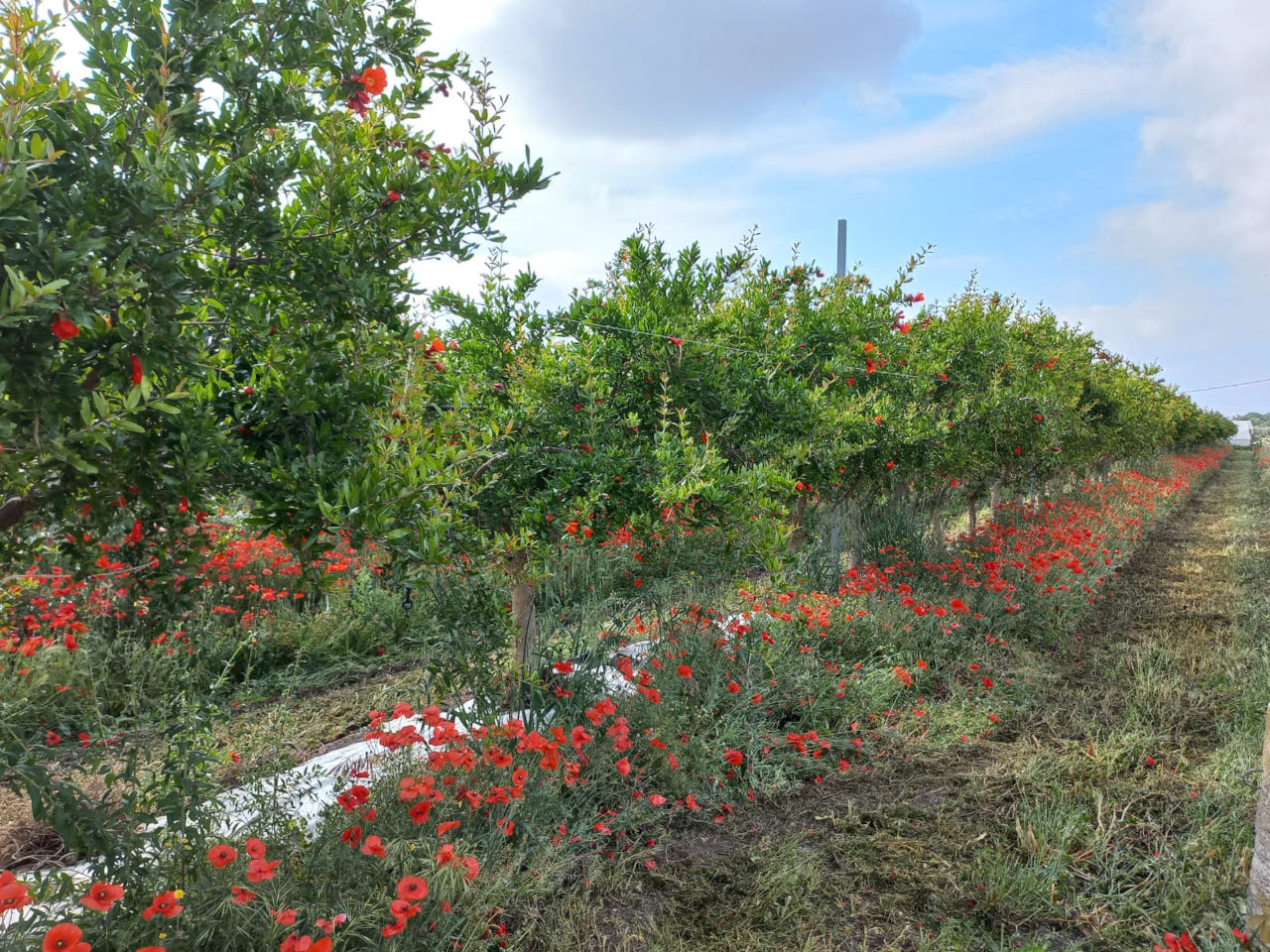 Protoferrina di Naturaleza