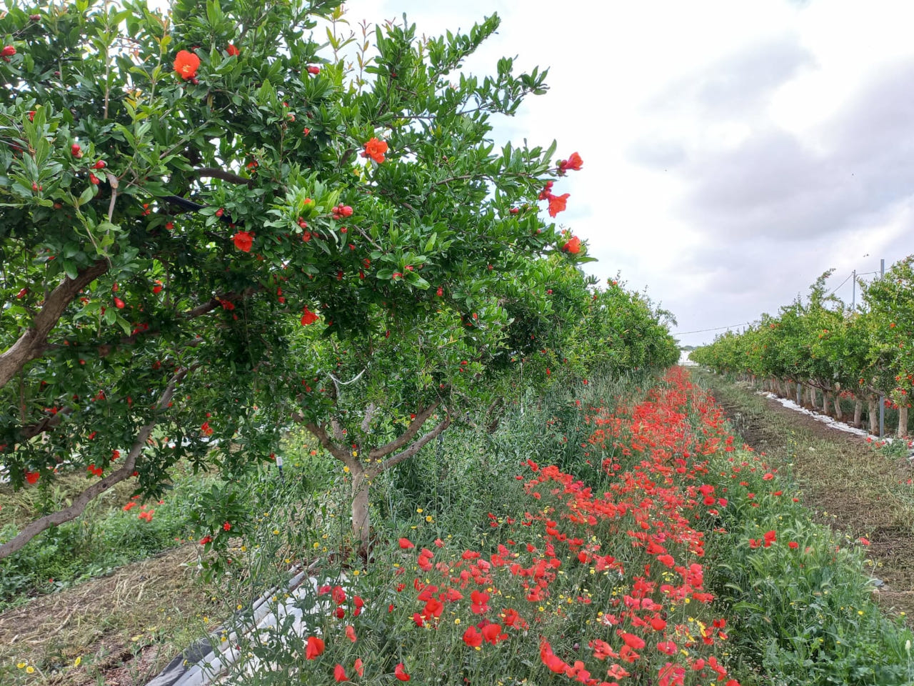 Protoferrina di Naturaleza