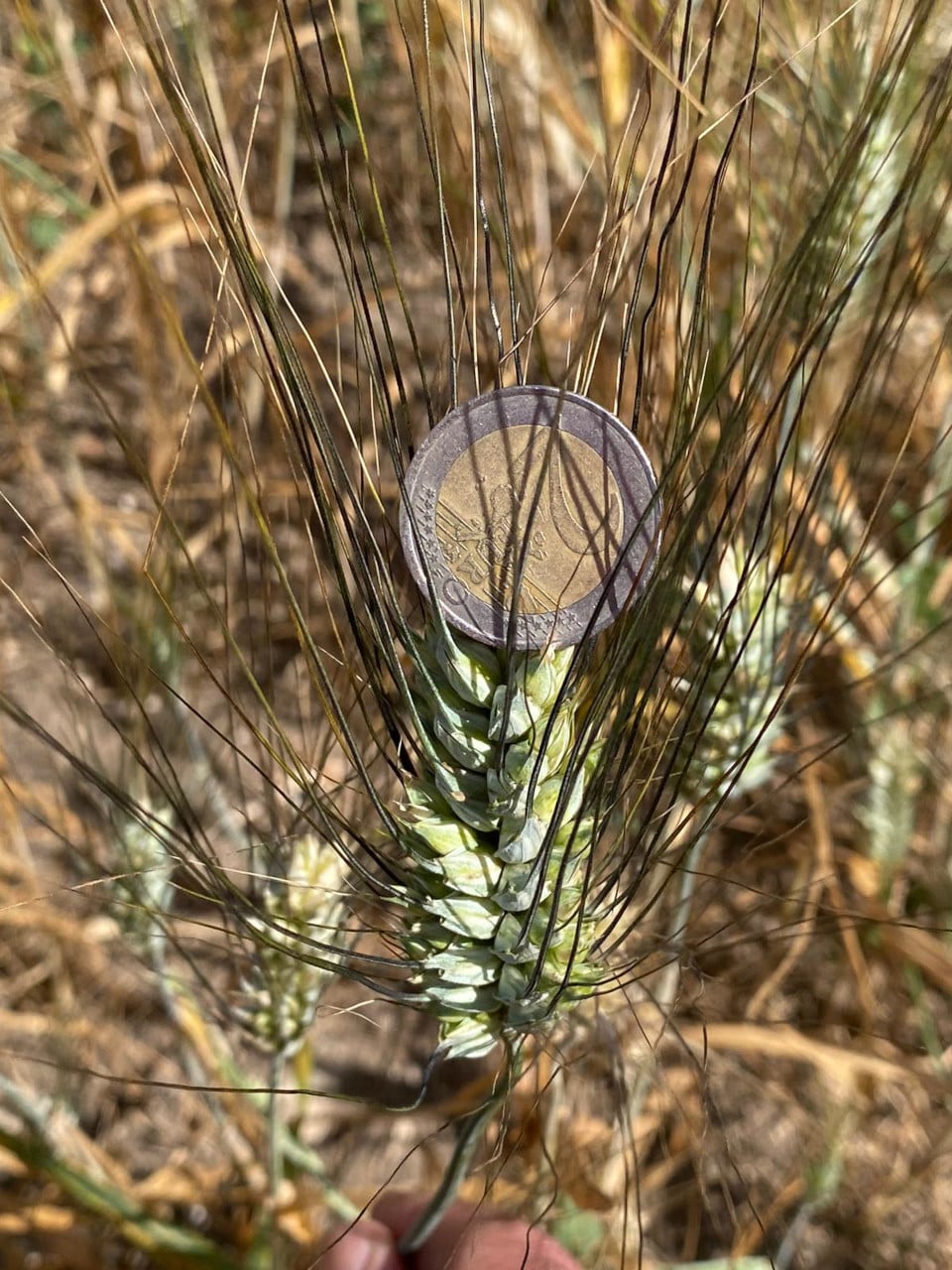 Coltivazione del grano