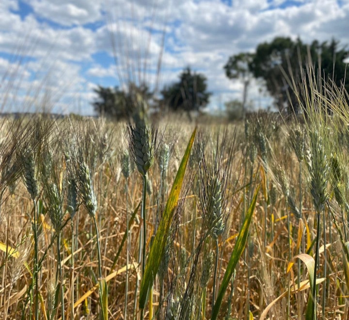 Scopri di più sull'articolo La coltivazione del grano minacciata dal cambiamento climatico!