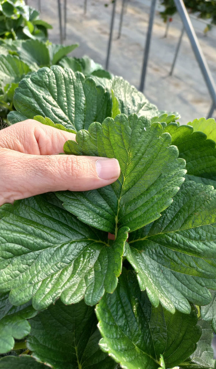 Coltivazione di fragole