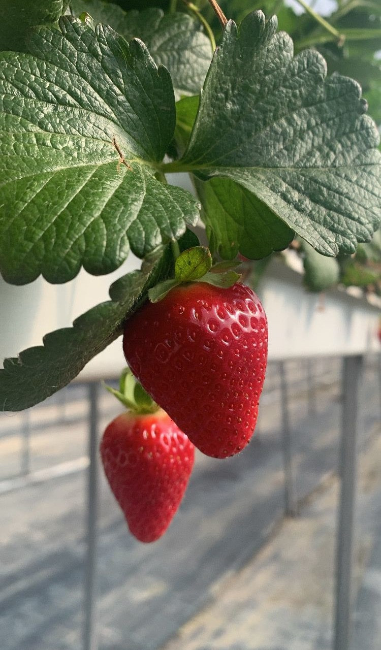 Coltivazione di fragole