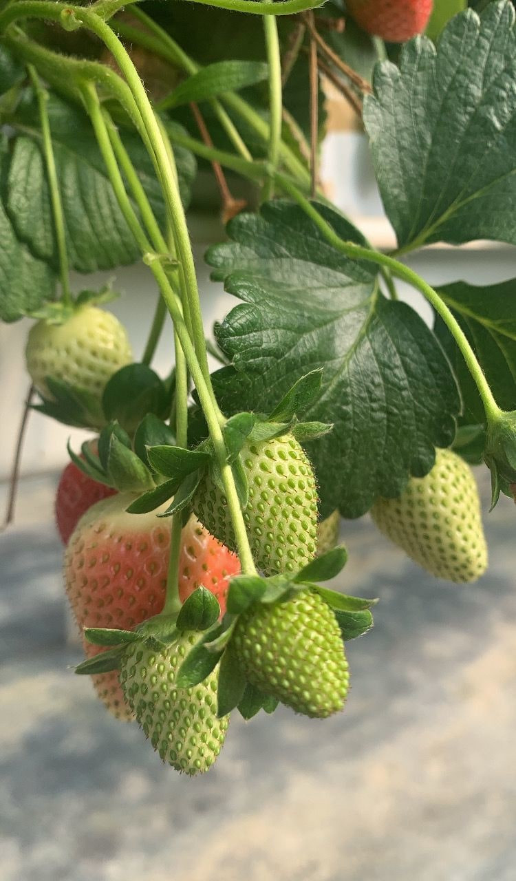 Coltivazione di fragole