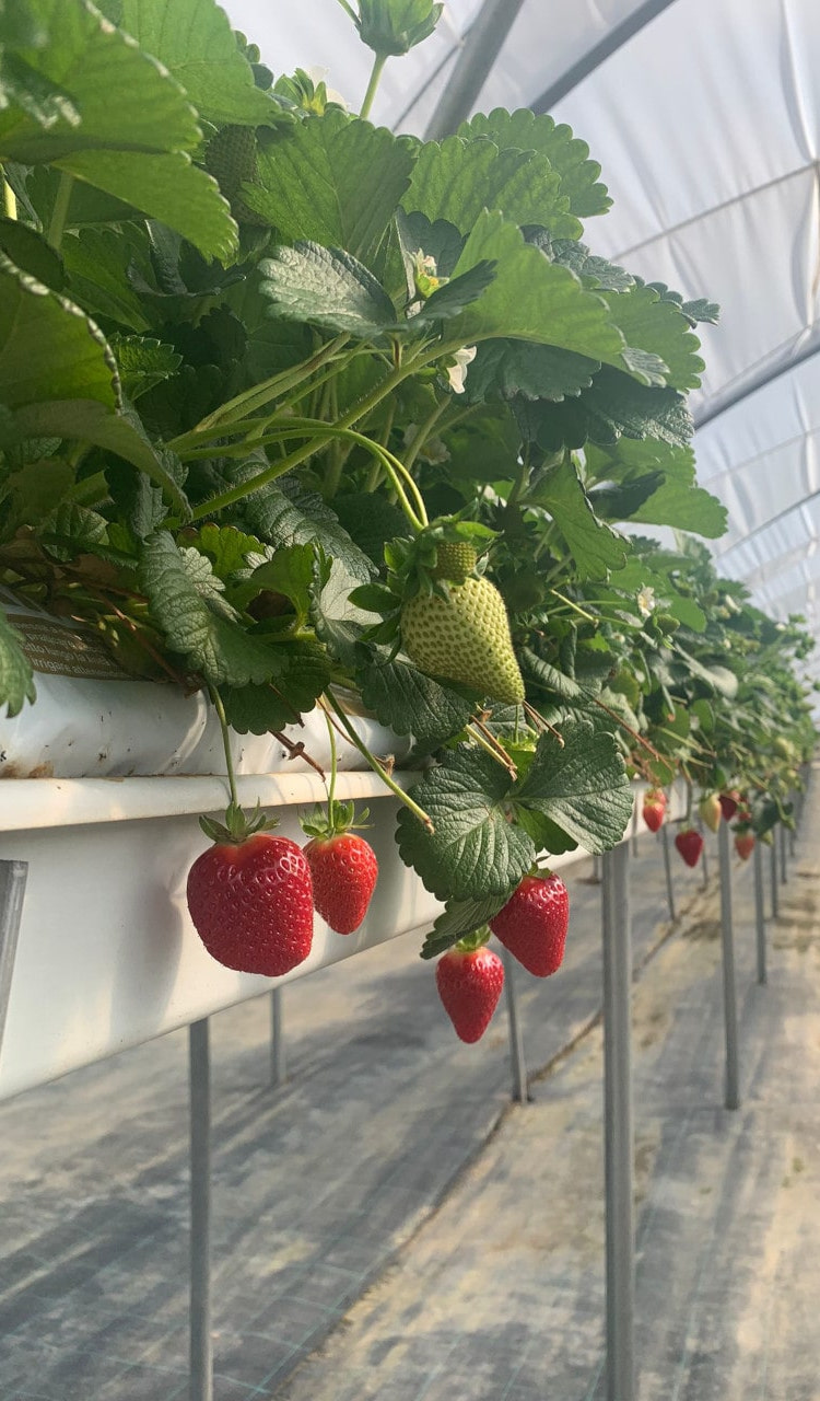 Coltivazione di fragole