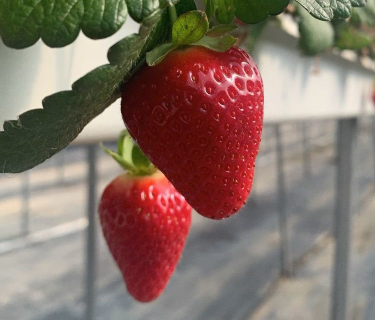 Al momento stai visualizzando Coltivazione di fragole: ecco come i biostimolanti esaltano la resa e la qualità.