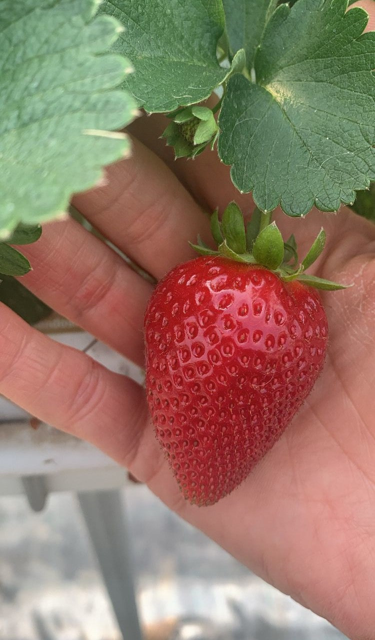 Coltivazione di fragole
