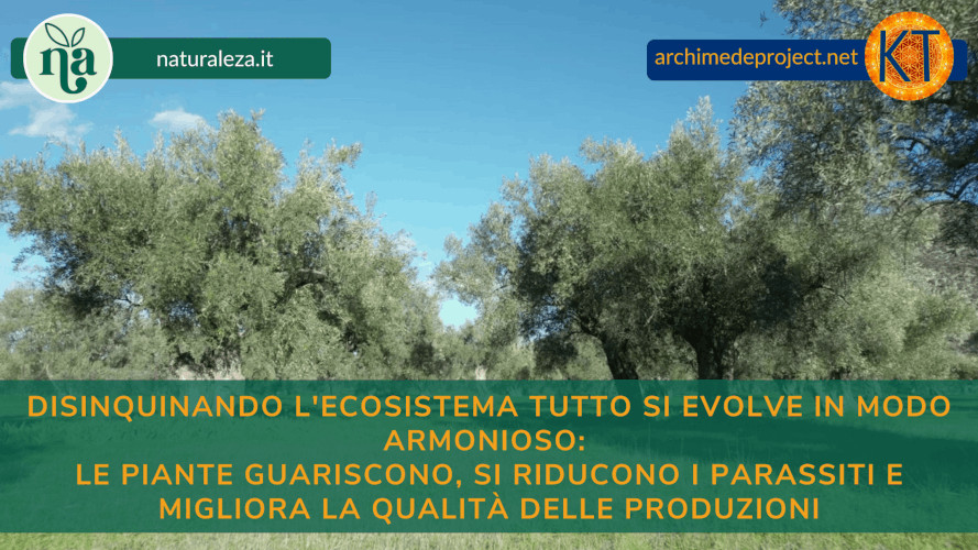 Al momento stai visualizzando Disseccamento rapido degli ulivi: Intervento di recupero a Casarano -Lecce