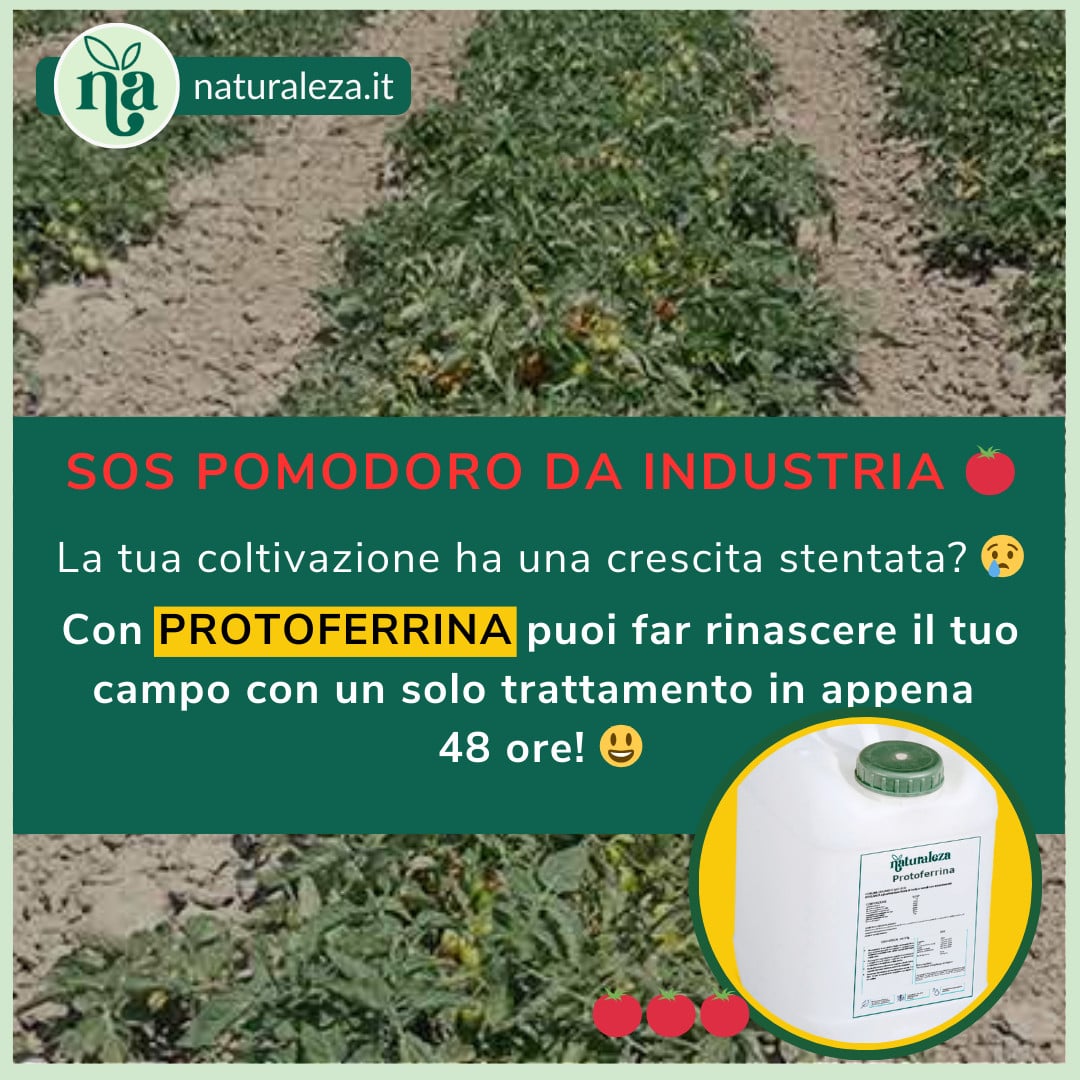 Al momento stai visualizzando Pomodoro da industria in crisi? Protoferrina è il nutrimento essenziale per una produzione da record!