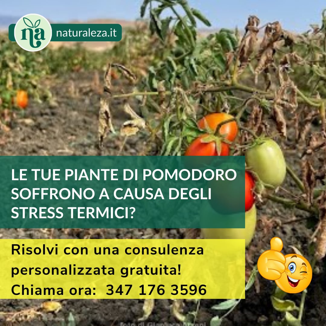 Miglior concime per pomodori