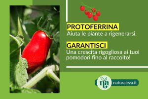 Scopri di più sull'articolo Miglior concime per pomodori da industria