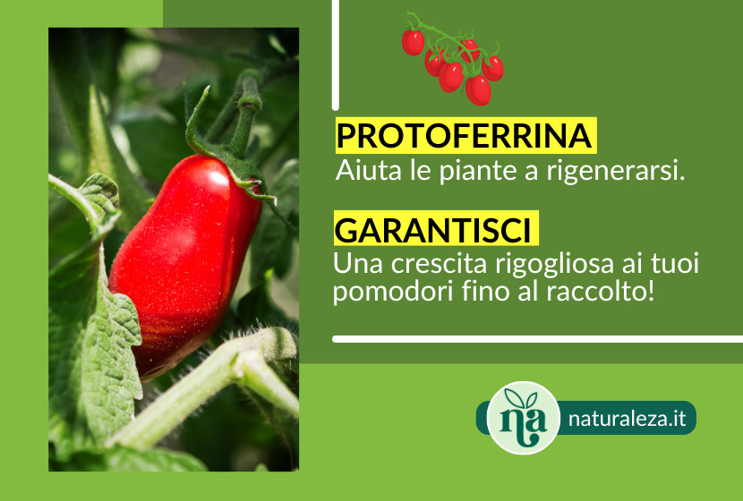 Al momento stai visualizzando Miglior concime per pomodori da industria