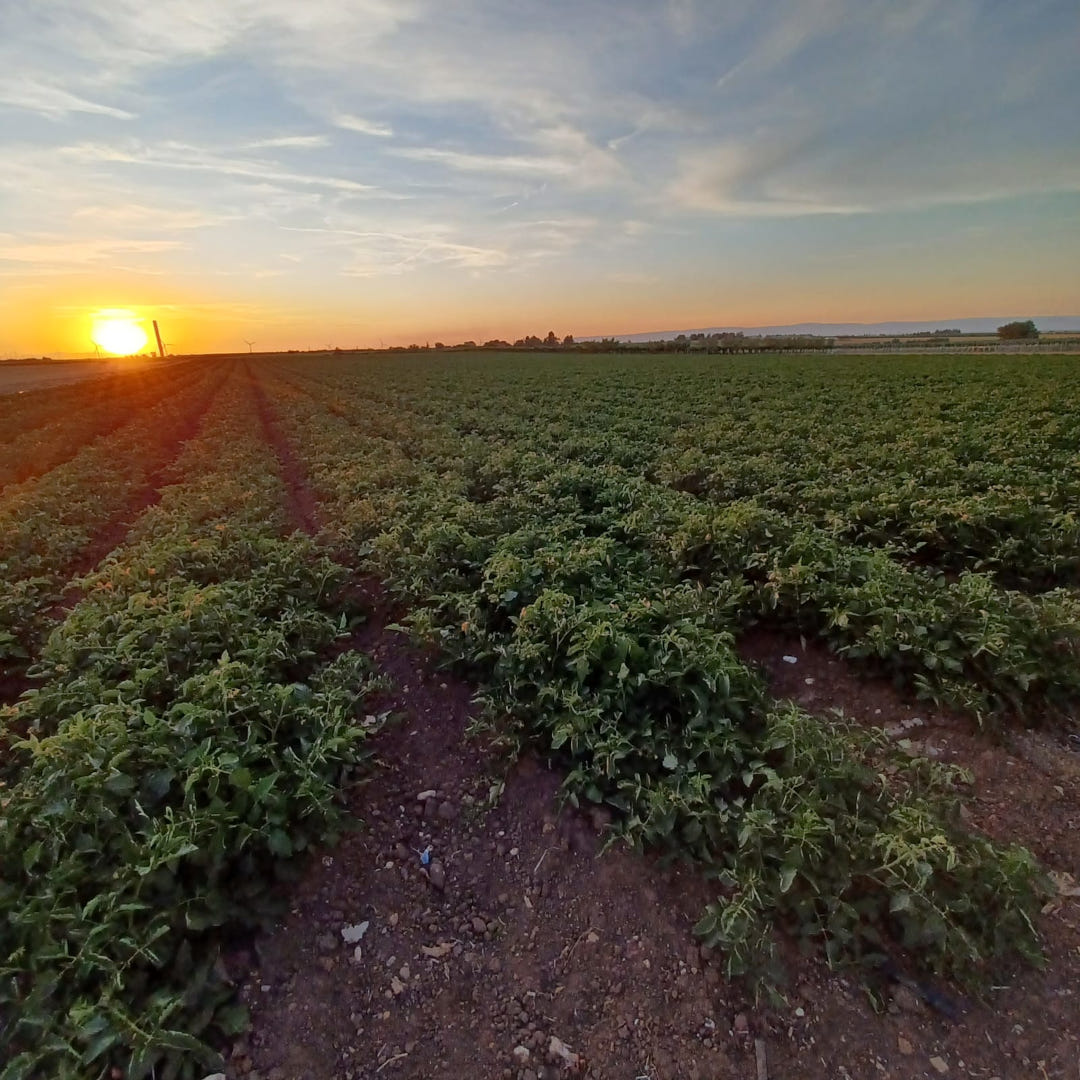 Miglior concime per pomodori