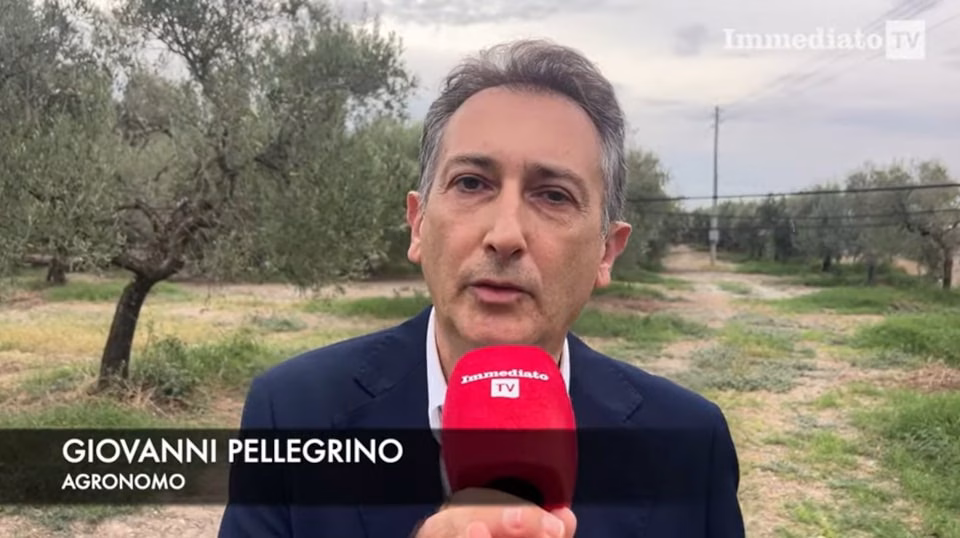 Scopri di più sull'articolo Un Agronomo Foggiano al capezzale degli ulivi del Salento.