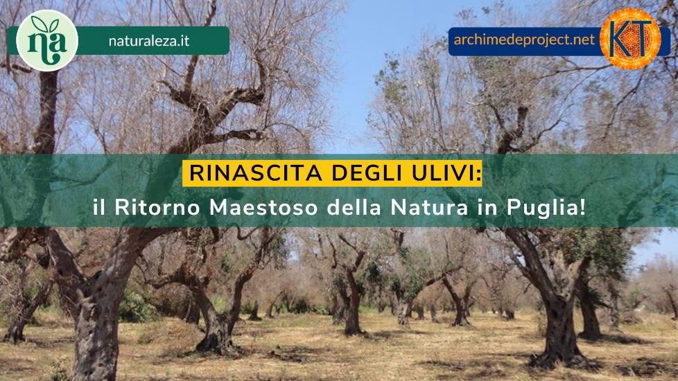 Scopri di più sull'articolo RINASCITA DEGLI ULIVI: il Ritorno Maestoso della Natura in Puglia!