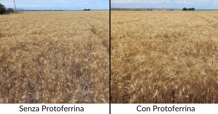 Scopri di più sull'articolo Ottimizzare la cerealicoltura con Protoferrina
