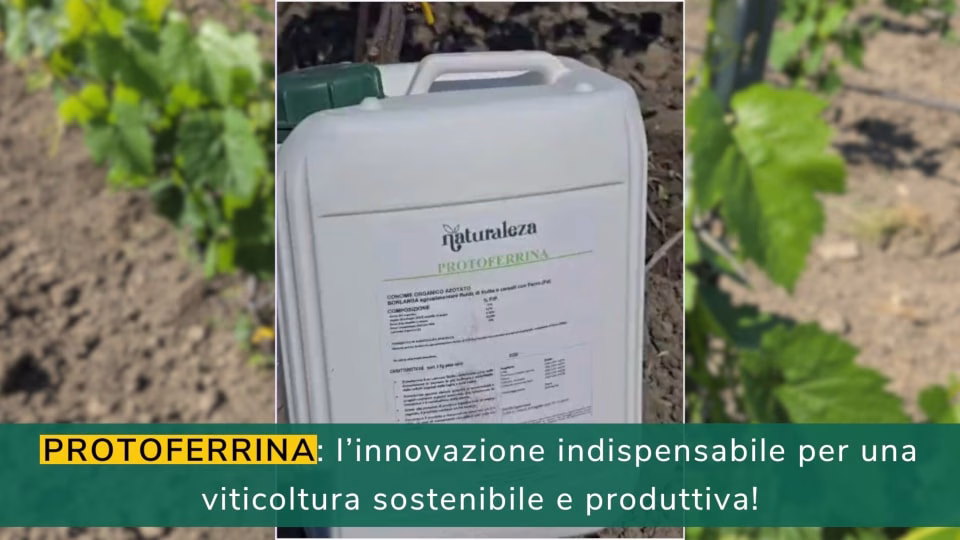 Scopri di più sull'articolo Protoferrina: il segreto per una viticoltura sana e produttiva!