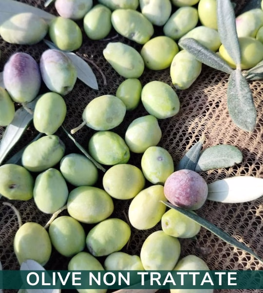 olivo
