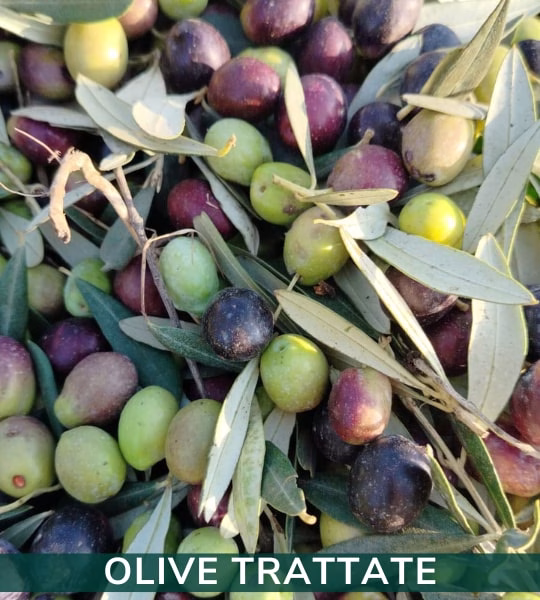 olivo
