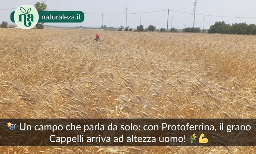 Scopri di più sull'articolo Aumentare la redditività dei cereali