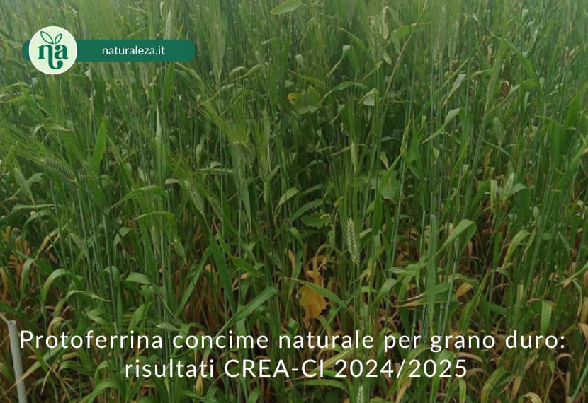 Al momento stai visualizzando Concime naturale per grano duro